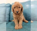 Small Goldendoodle