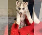 Small Photo #9 Siberian Husky Puppy For Sale in ROSEVILLE, CA, USA