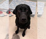 Small Labrador Retriever Mix