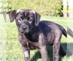 Small #2 Labrador Retriever Mix