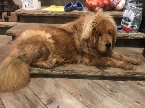 Medium Photo #1 Tibetan Mastiff Puppy For Sale in SHEFFIELD LAKE, OH, USA