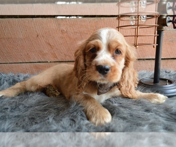 Medium Photo #3 English Cocker Spaniel Puppy For Sale in HONEY BROOK, PA, USA