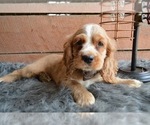 Small Photo #3 English Cocker Spaniel Puppy For Sale in HONEY BROOK, PA, USA