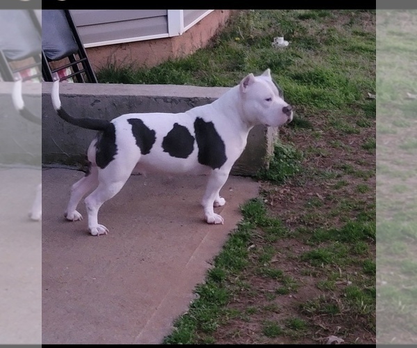 Medium Photo #1 American Bully Puppy For Sale in LITHONIA, GA, USA