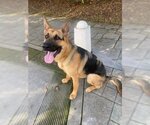 Small Photo #1 German Shepherd Dog Puppy For Sale in Cupertino, CA, USA