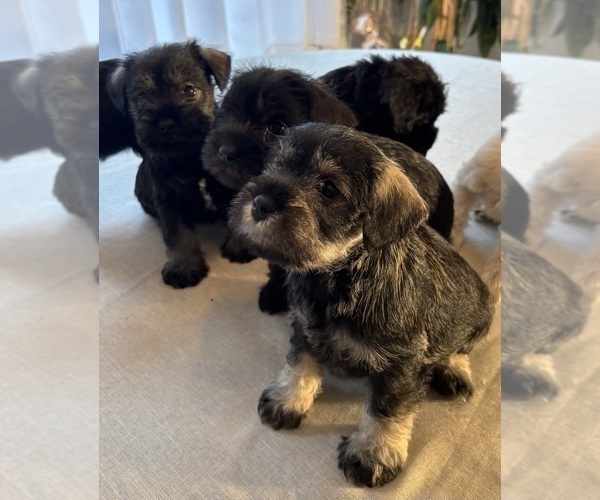 Medium Photo #14 Schnauzer (Miniature) Puppy For Sale in MURFREESBORO, TN, USA