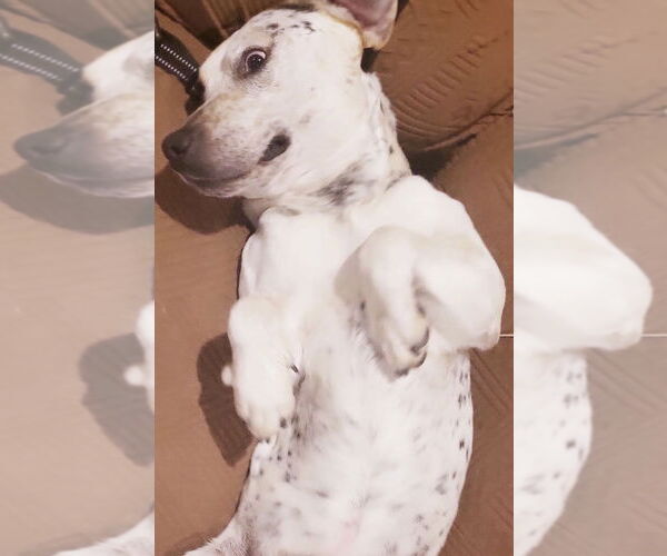 Medium Photo #2 Pointer-Unknown Mix Puppy For Sale in Okolona, MS, USA