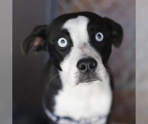 Mutt Dogs for adoption in San Antonio, TX, USA