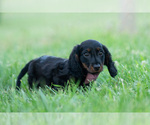 Small Photo #42 Dachshund Puppy For Sale in WARSAW, IN, USA