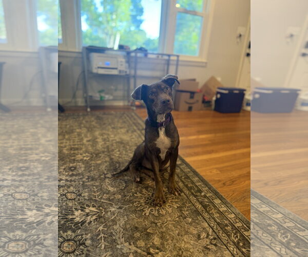 Medium Photo #2 Mutt Puppy For Sale in Mount Pleasant, SC, USA