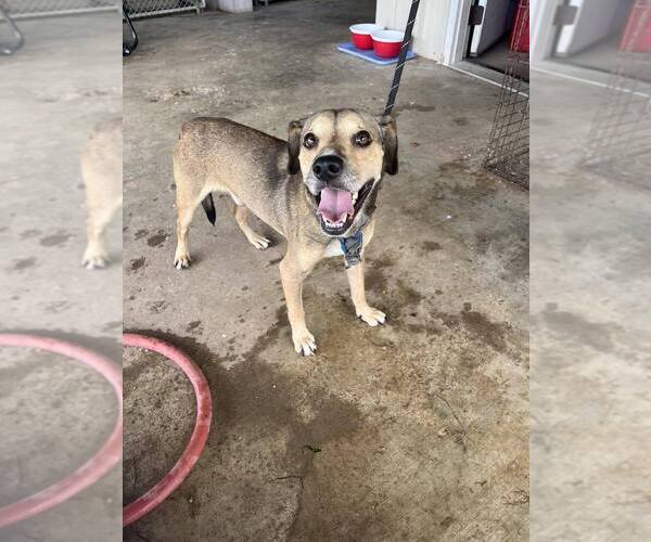 Medium Photo #8 Mutt Puppy For Sale in Abbeville, LA, USA