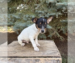 Rat Terrier Puppy for sale in MIDDLEBURY, IN, USA