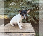 Small Rat Terrier