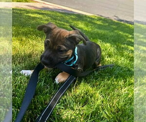Mutt Dogs for adoption in San Juan Capistrano, CA, USA