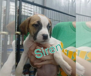 Mutt Dogs for adoption in Evansville, IN, USA