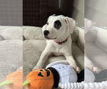 Small #4 American Pit Bull Terrier Mix