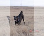 Small Photo #5 Labrador Retriever Puppy For Sale in Laramie, WY, USA