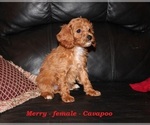 Small #2 Cavapoo (Miniature)
