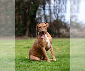 Doberman Pinscher-German Shepherd Dog Mix Dogs for adoption in McDonough, GA, USA