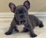 Puppy MOCHI French Bulldog