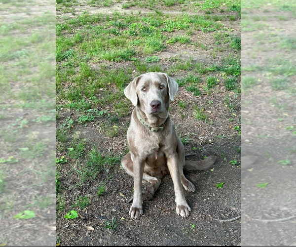 Medium Photo #1 Labrador Retriever Puppy For Sale in CULLMAN, AL, USA