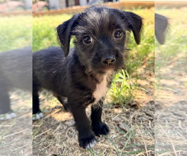 Medium Photo #8 Mutt Puppy For Sale in Lake Elsinore, CA, USA