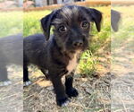 Small #7 Mutt
