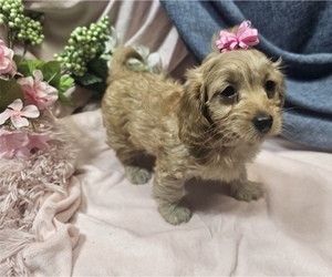 Maltipoo (Miniature) Puppy for sale in ARLINGTON, TX, USA