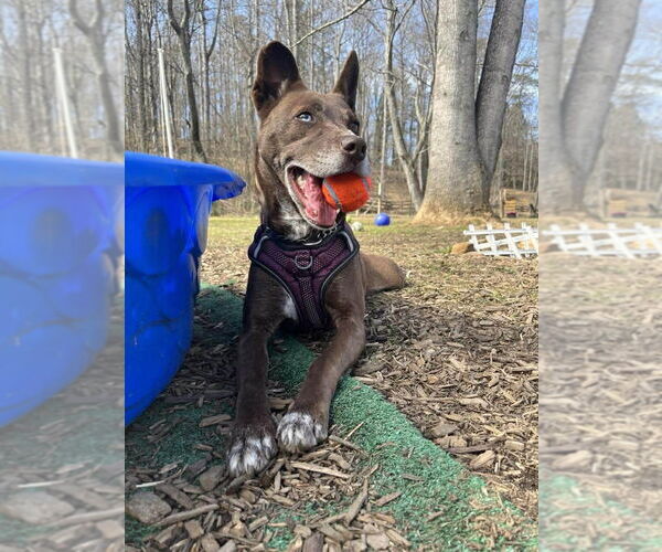 Medium Photo #15 Mutt Puppy For Sale in Candler, NC, USA