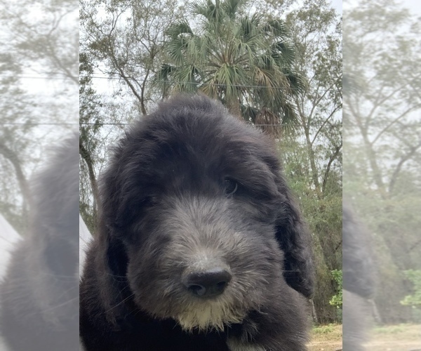 Medium Photo #2 Sheepadoodle Puppy For Sale in CENTURY, FL, USA