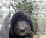 Small Photo #2 Sheepadoodle Puppy For Sale in CENTURY, FL, USA