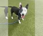Small Bull Terrier-Staffordshire Bull Terrier Mix