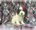 Small #7 Cock-A-Poo