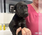 Small #1 Labrador Retriever Mix
