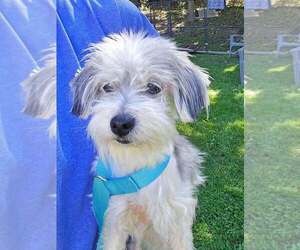 Vera - Female Mutt Dog for Adoption - Photo #4
