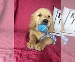 Small #4 Golden Retriever
