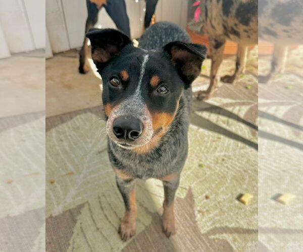 Medium Photo #2 Mutt Puppy For Sale in Newport Beach, CA, USA