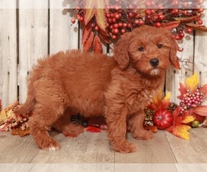 Goldendoodle-Poodle (Miniature) Mix Puppy for sale in MOUNT VERNON, OH, USA