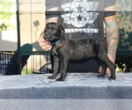 Small Photo #9 Cane Corso Puppy For Sale in CHULA VISTA, CA, USA
