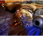 Small #11 German Shepherd Dog Mix