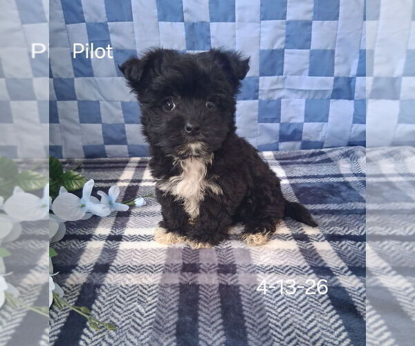 Medium Photo #1 Zuchon Puppy For Sale in MOUNT PLEASANT, MI, USA