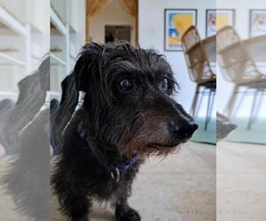 Dachshund Dogs for adoption in Tampa, FL, USA