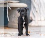 Small #4 Labrador Retriever Mix