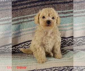 Poochon Puppy for sale in STOUTLAND, MO, USA