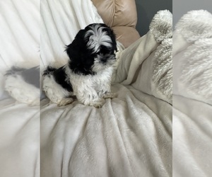 Shih Tzu Puppy for sale in SPIRIT LAKE, IA, USA