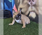 Small Photo #20 French Bulldog Puppy For Sale in WINTER PARK, FL, USA