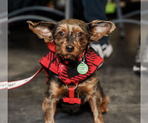 Mutt Dogs for adoption in St. Louis Park, MN, USA