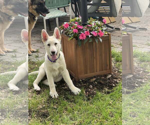 Medium Photo #1 Mutt Puppy For Sale in Tenafly, NJ, USA