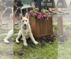 Mutt Dogs for adoption in Tenafly, NJ, USA