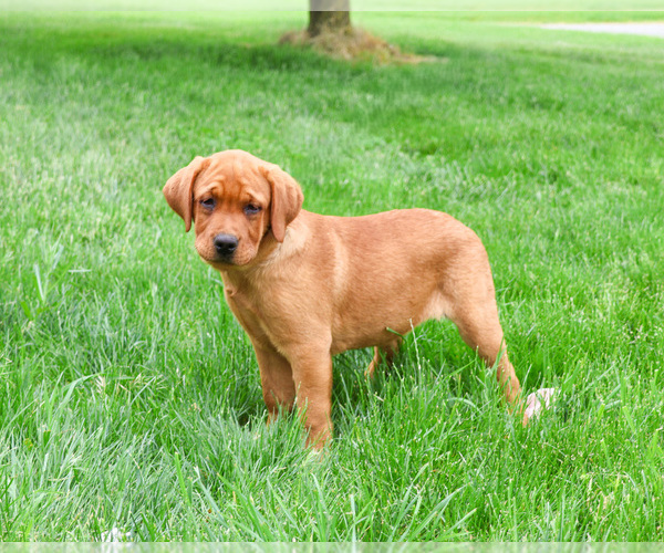 Medium Photo #5 Labrador Retriever Puppy For Sale in SYRACUSE, IN, USA